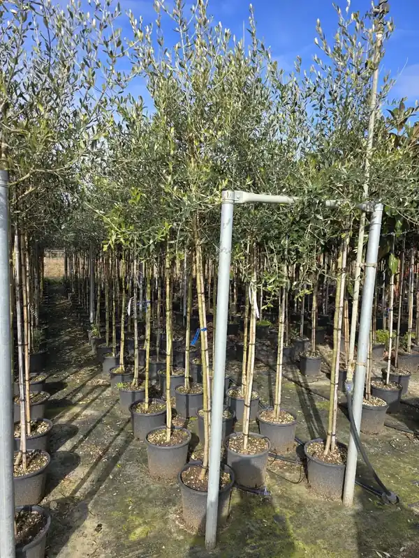 Sale | Olijfboom (Olea europaea )