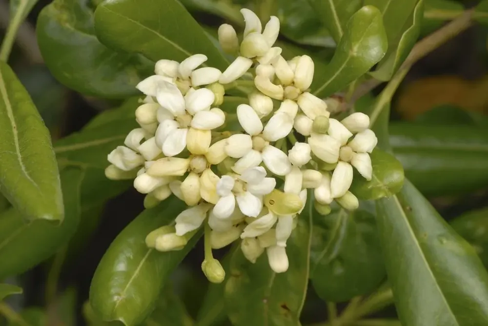 Australische laurier (Pittosporum tobira) | Deal