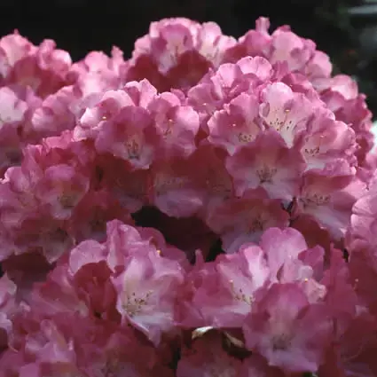 Dwergrhododendron (Rhododendron ‘Fantastica‘) | Zeer goed beoordeeld