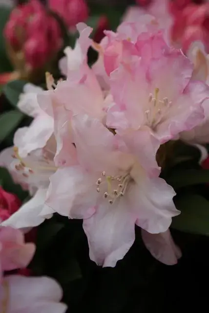 Dwergrhododendron (Rhododendron ‘Dreamland‘) - Shop nu