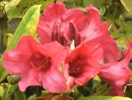 Rhododendron (Rhododendron ‘Dopey‘) | Veilige betaling