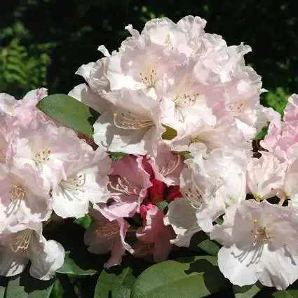 Bestel nu | Rhododendron (Rhododendron ‘Doc‘)
