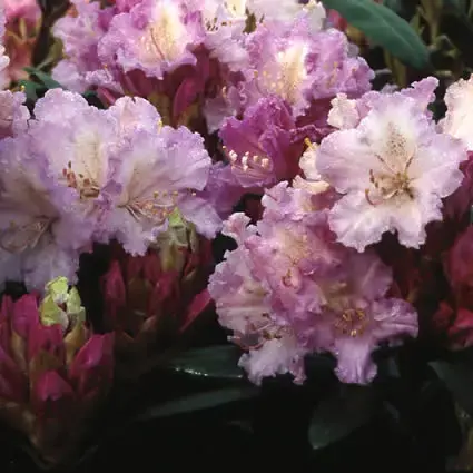 Direct kopen - Dwergrhododendron (Rhododendron ‘Caroline Allbrook‘)