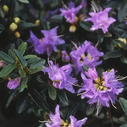 Speciale aanbieding - Dwergrhododendron (Rhododendron ‘Blue Diamond‘)