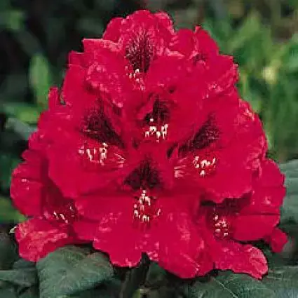 Nu beschikbaar - Rhododendron (Rhododendron ‘Lord Roberts‘)