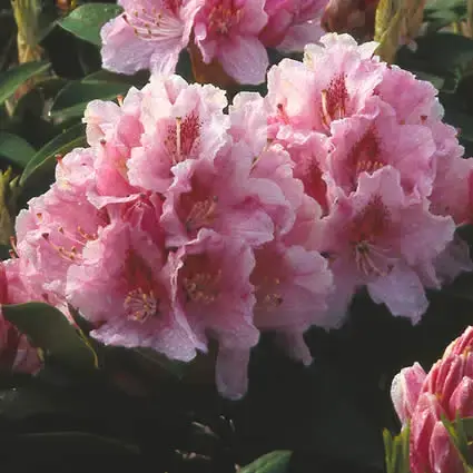Extra korting | Rhododendron (Rhododendron ‘Albert Schweitzer‘)