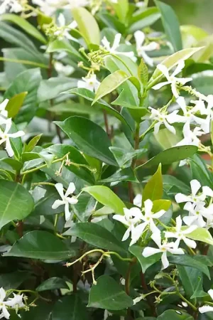 Actie loopt bijna af - Toscaanse jasmijn kopen? Trachelospermum jasminoides met garantie!