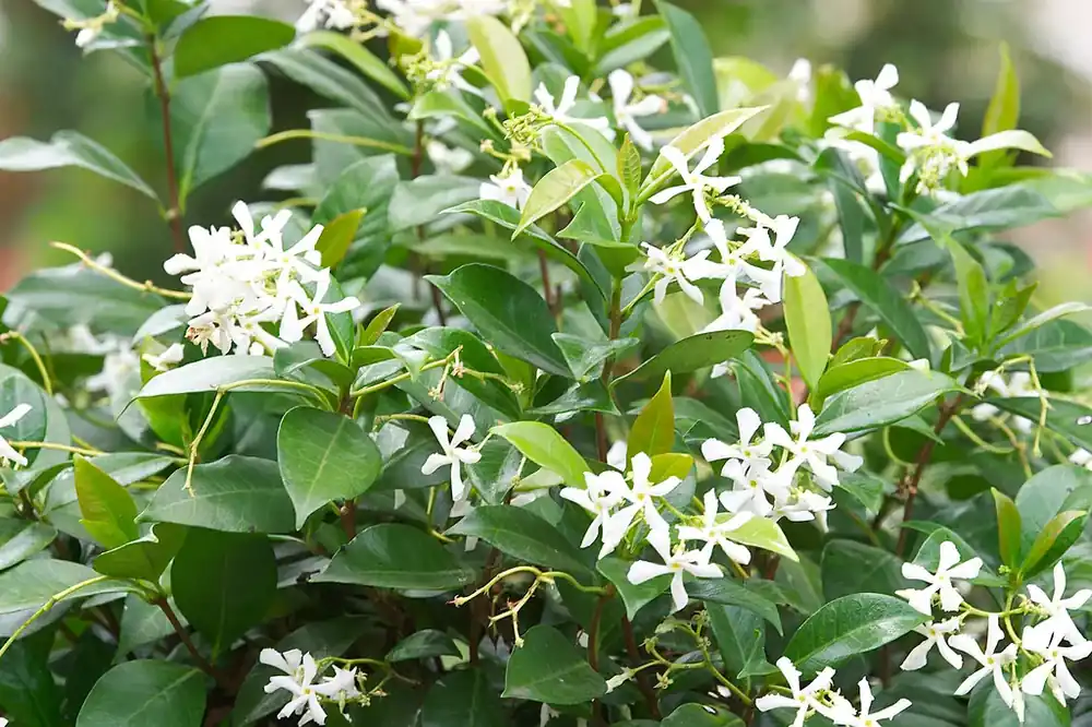 Actie loopt bijna af - Toscaanse jasmijn kopen? Trachelospermum jasminoides met garantie!
