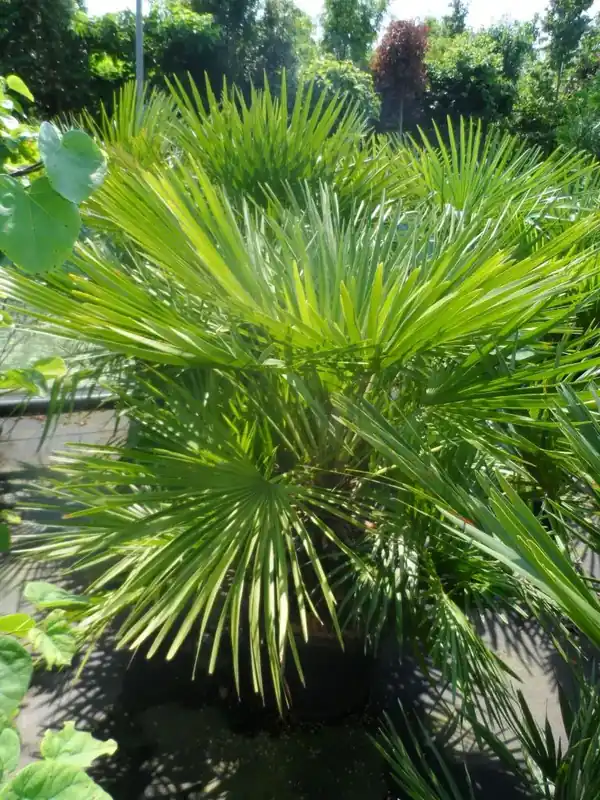 Dwergpalm (Chamaerops humilis) - Veilig winkelen