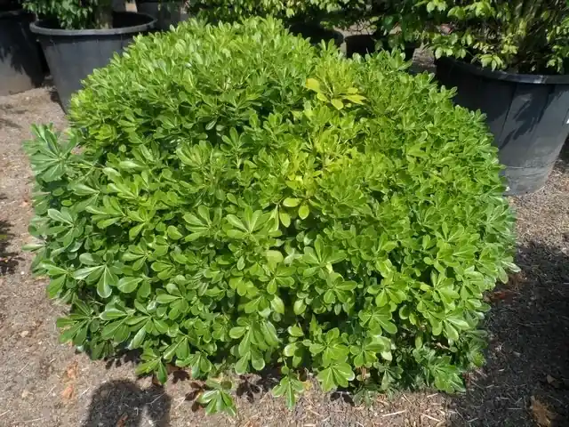 Australische laurier (Pittosporum tobira ‘Nanum‘) - Laatste kans