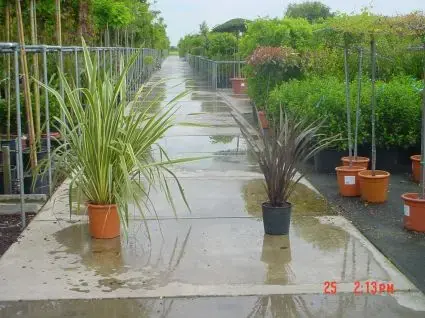 Speciale aanbieding | Nieuw Zeelands vlas (Phormium tenax)