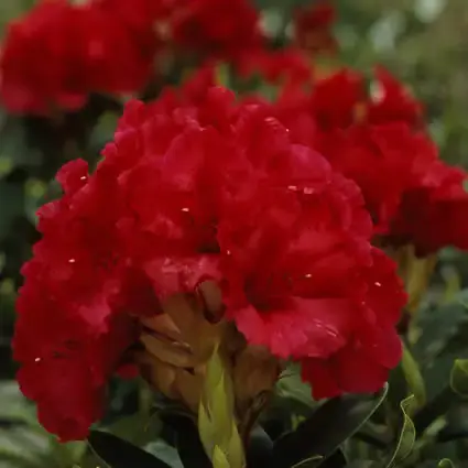 Bespaar meer - Rhododendron (Rhododendron ‘Red Jack‘)