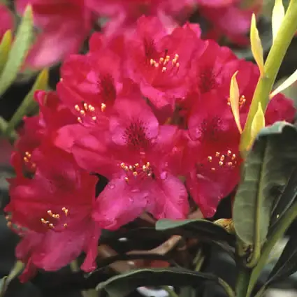 Beste prijs - Rhododendron (Rhododendron ‘Nova Zembla‘)