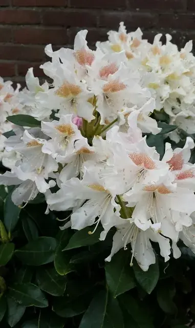 Veel voordeel - Witte Rododendron kopen? Rhododendron Cunningham White