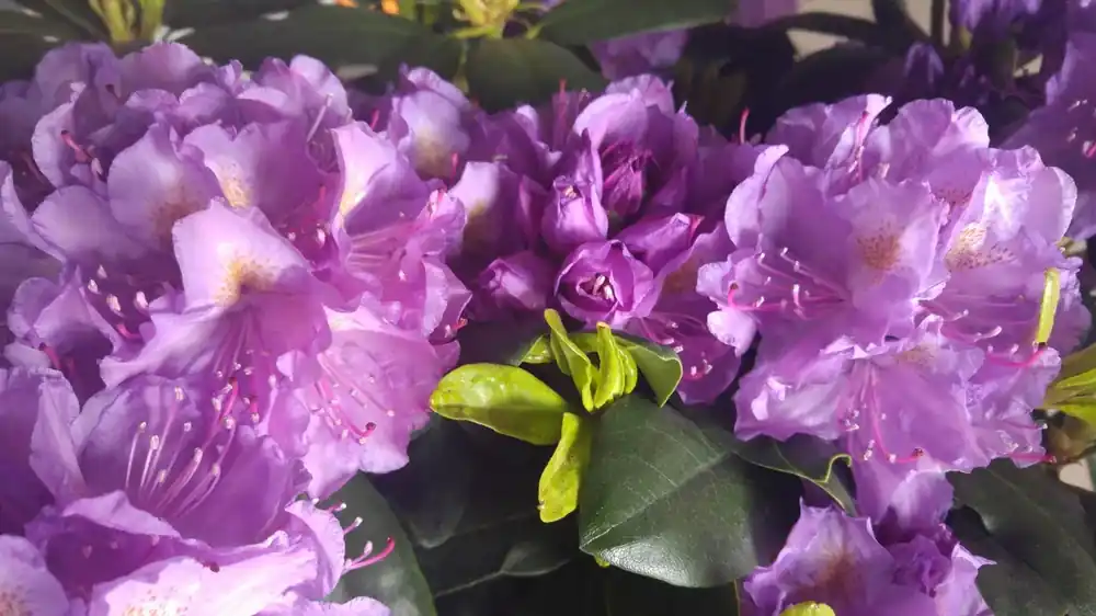 Premiumkwaliteit | Rhododendron (Rhododendron catawbiense ‘Grandiflorum‘)