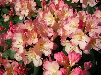 Veel gekozen - Rhododendron (Rhododendron ‘Percy Wiseman‘)