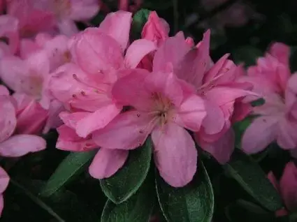 Topkwaliteit | Japanse Azalea (Rhododendron ‘Madame van Hecke‘)