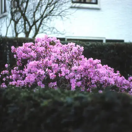 Bespaar meer - Vroegbloeiende Rhododendron (Rhododendron ‘Praecox‘)