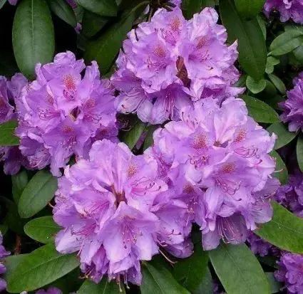 Deal - Rhododendron (Rhododendron catawbiense ‘Boursault‘)