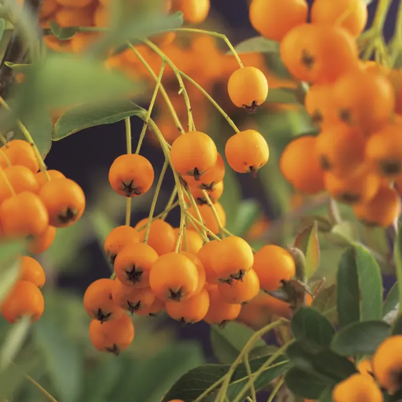 Online bestelbaar - Vuurdoorn (Pyracantha ‘Soleil d‘Or‘)