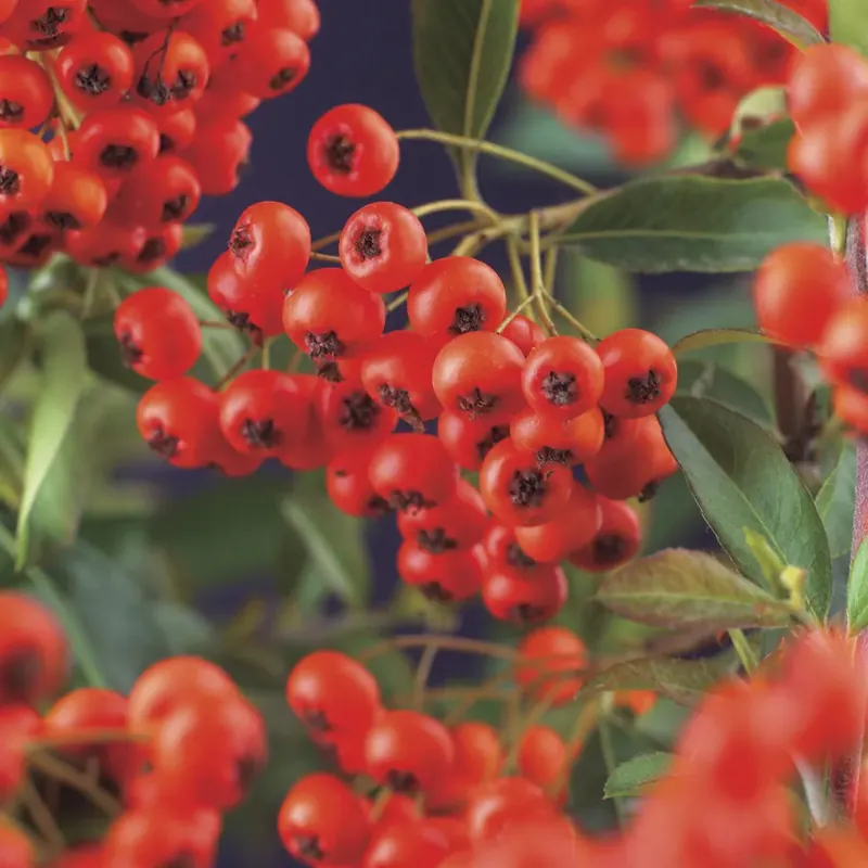 Superprijs - Rode Vuurdoorn kopen? Pyracantha Red Column met garantie