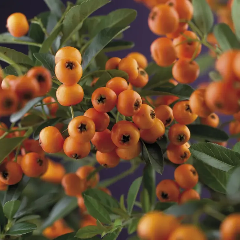 Laatste dagen | Vuurdoorn (Pyracantha ‘Golden Charmer‘)