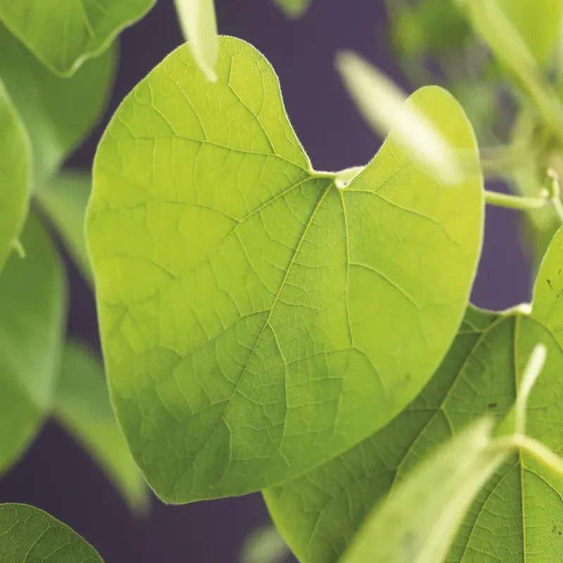 Klantfavoriet | Duitse pijp (Aristolochia macropylla)