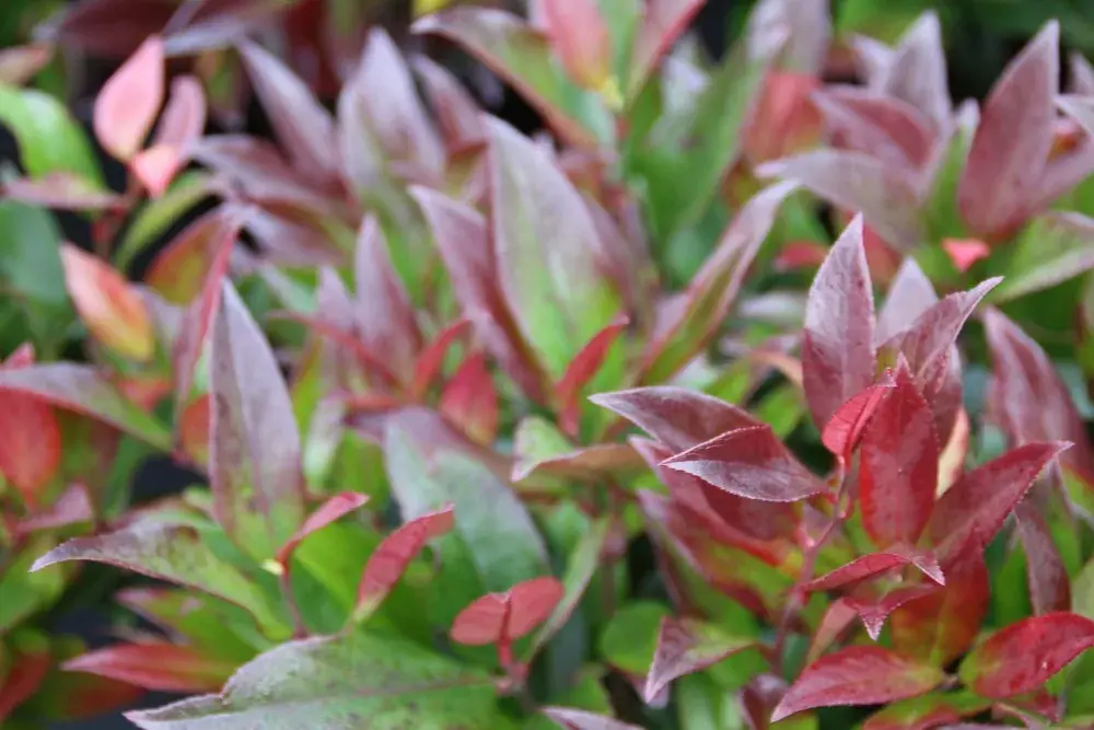 Tijdelijk aanbod | Druifheide (Leucothoe ‘Zeblid‘)