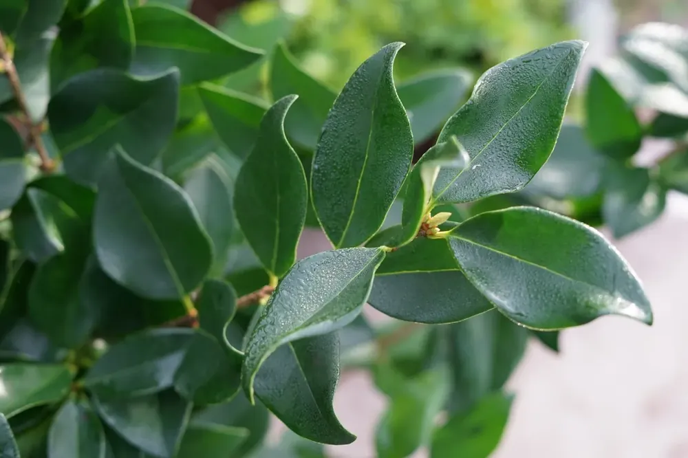 Liguster (Ligustrum japonicum ‘Texanum‘) | Net gelanceerd