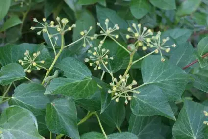 Lage prijs - Struikklimop (Hedera helix ‘Arborescens‘)
