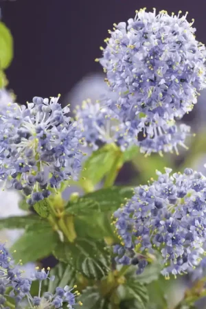 Amerikaanse sering kopen? Ceanothus repens - Bodembedekker - Actieprijs