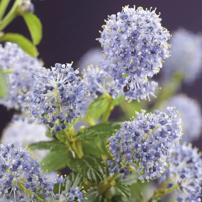 Amerikaanse sering kopen? Ceanothus repens - Bodembedekker - Actieprijs