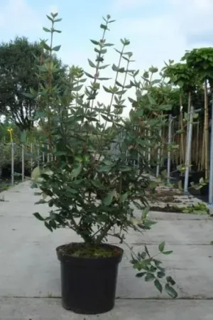 Alleen vandaag - Sneeuwbal (Viburnum burkwoodii)