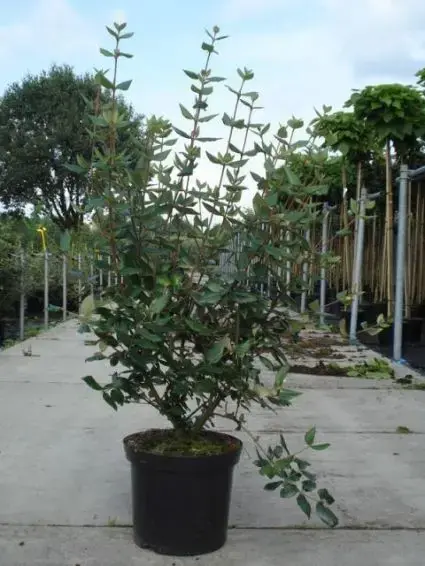 Alleen vandaag - Sneeuwbal (Viburnum burkwoodii)