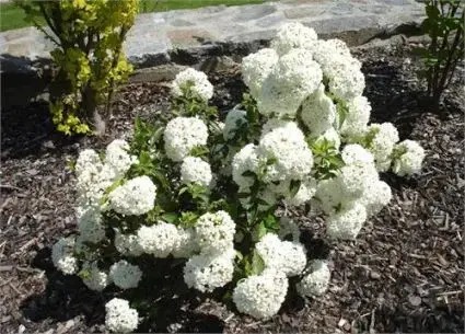 Sneeuwbal (Viburnum ‘Eskimo‘) - Hoge kwaliteit