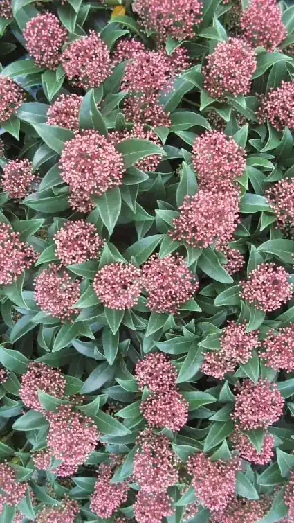 Skimmia kopen? Skimmia Rubella met groeigarantie | Superprijs