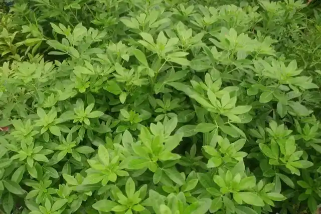 Choisya (Choisya ternata) - Nieuw binnengekomen
