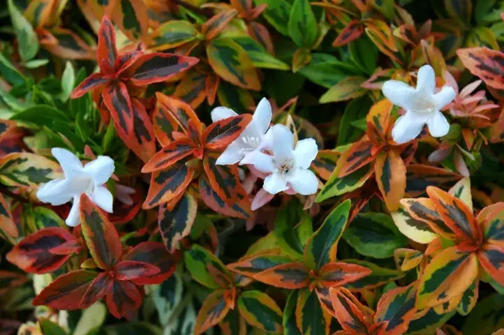 Goed beoordeeld - Abelia (Abelia grandiflora ‘Kaleidoscope‘)