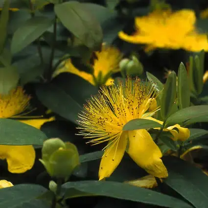 Aanbieding | Hertshooi (Hypericum calycinum)