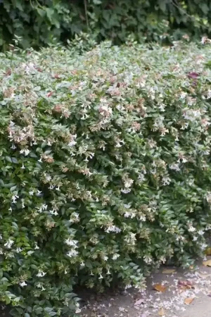 Abelia (Abelia grandiflora) | Voordeelprijs