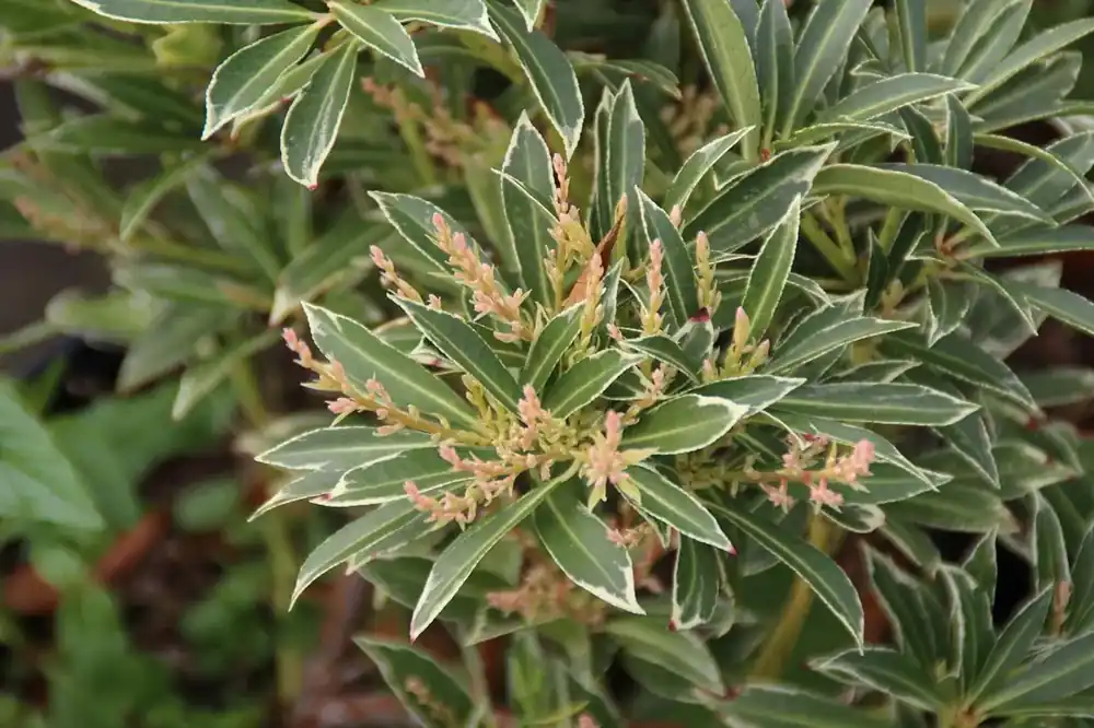 Pak je kans - Rotsheide (Pieris japonica ‘Variegata‘)