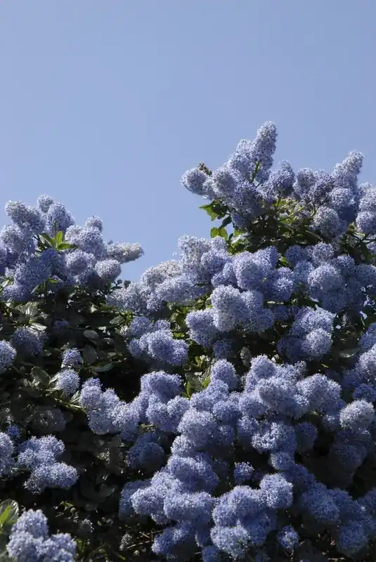 Op = op | Amerikaanse Sering (Ceanothus impressus ‘Victoria‘)