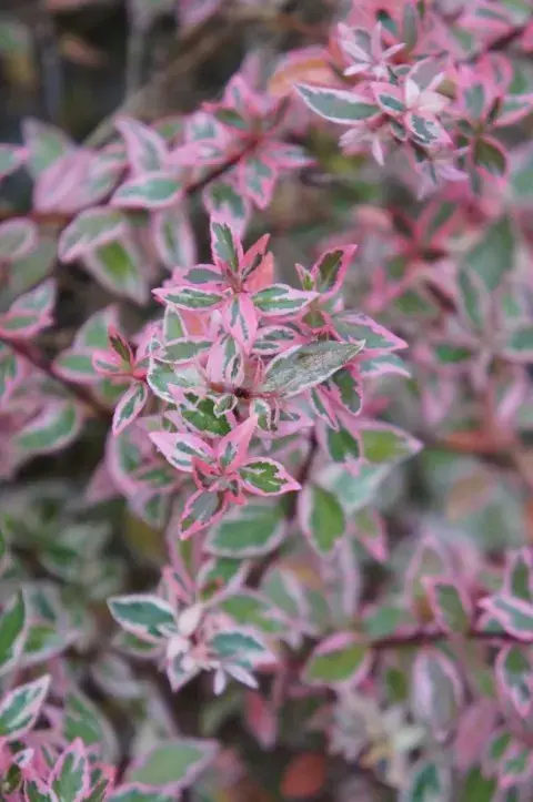 Superprijs - Abelia (Abelia grandiflora ‘Confetti‘)