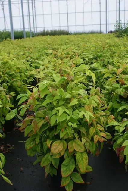 Nieuw in de shop - Hemelse Bamboe (Nandina domestica ‘Fire Power‘)
