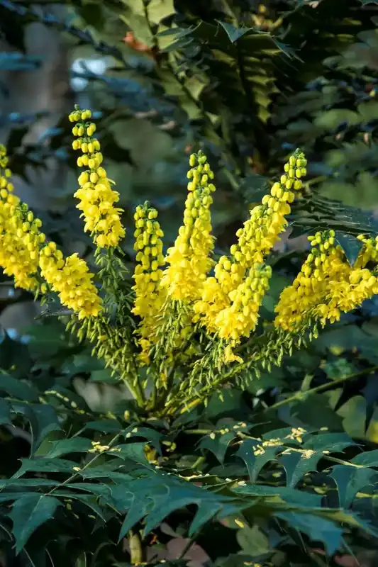 Nog maar een paar beschikbaar | Mahoniestruik (Mahonia media ‘Winter Sun‘)