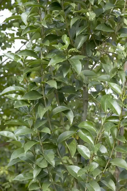 Liguster (Ligustrum lucidum) | Net binnen