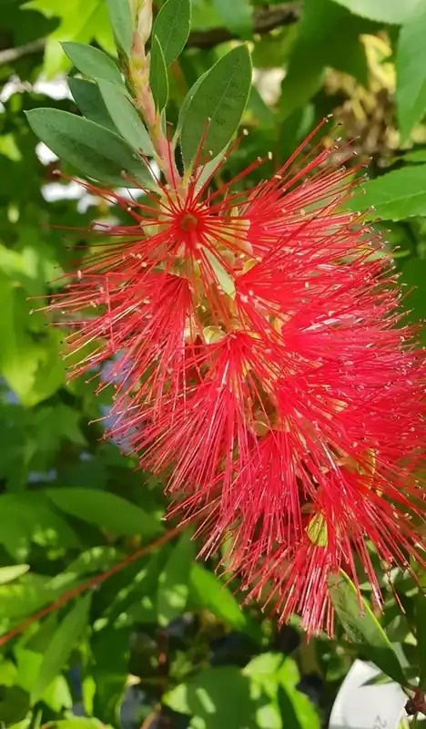 Rechtstreeks uit de fabriek | Lampepoetserplant (Callistemon laevis)