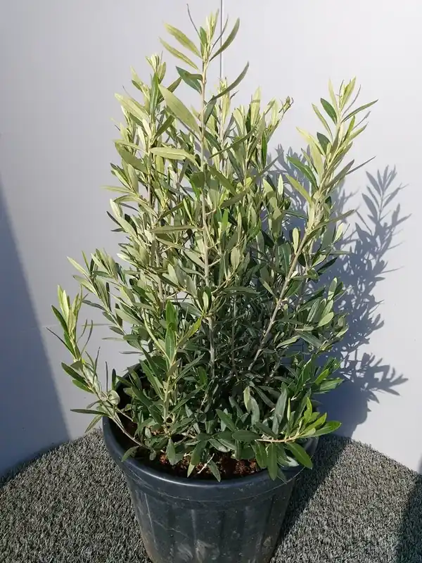 Olijf als struik (Olea europaea) | Lage prijs