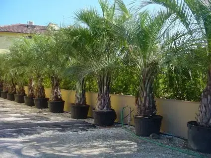 Online kopen - Geleipalm (Butia capitata)