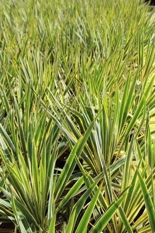 Palmlelie (Yucca filamentosa ‘Bright Edge‘ ) | Nu beschikbaar